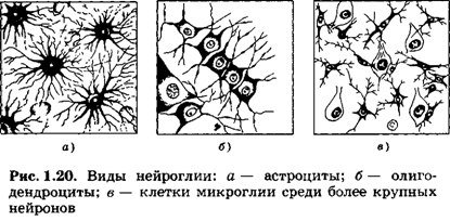 Клетки спутники нейроглия
