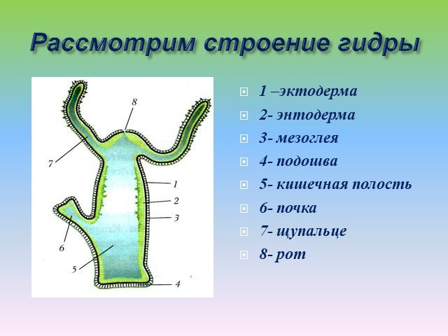 Гидра биология строение