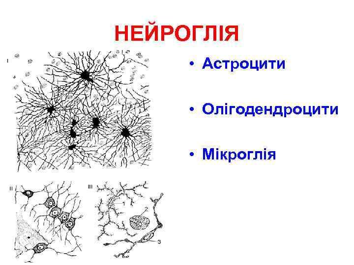 Клетки нейроглии