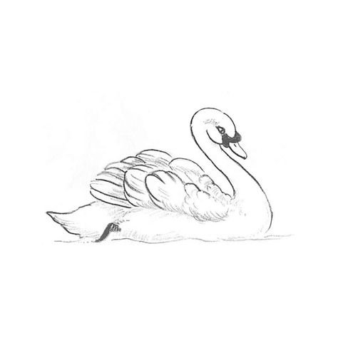 Лебедь рисунок