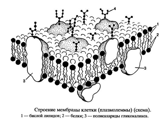 Строение плазмолеммы клетки