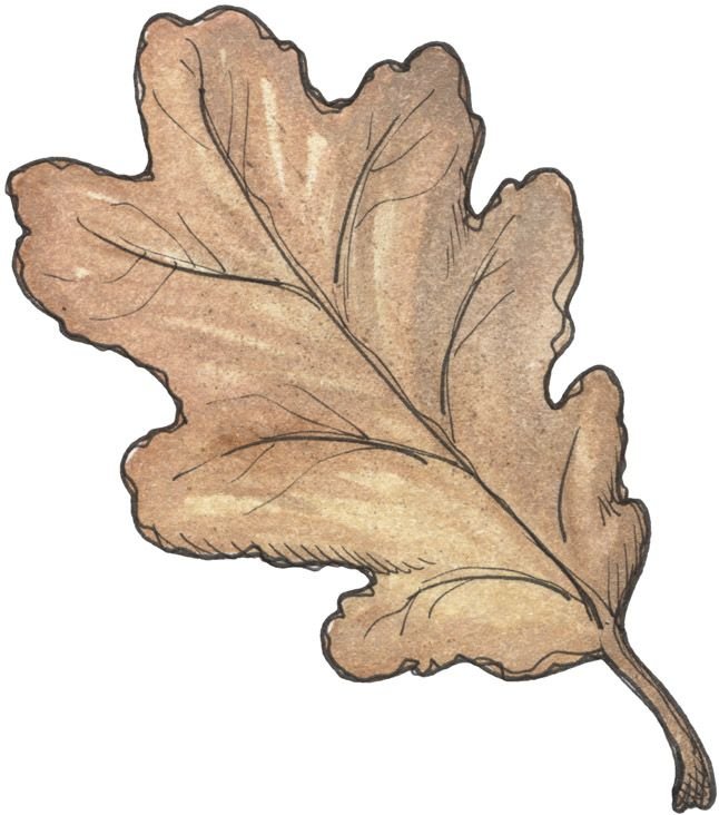 Листья рисунок