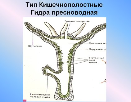 Кишечнополостные Пресноводная гидра строение