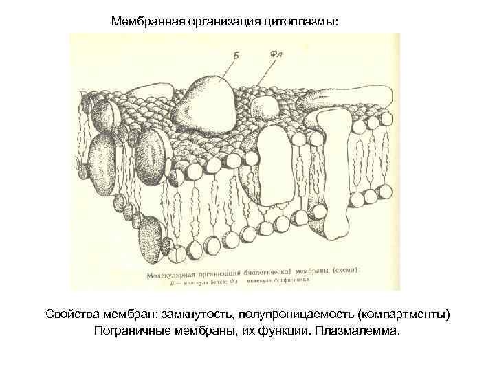 Схему молекулярной организации мембраны