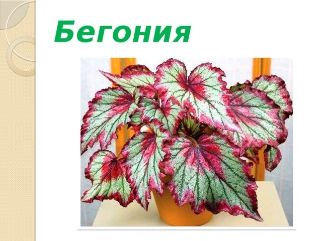 Бегония