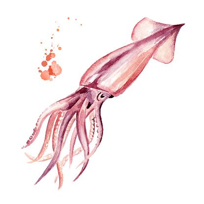 Кальмар рисунок