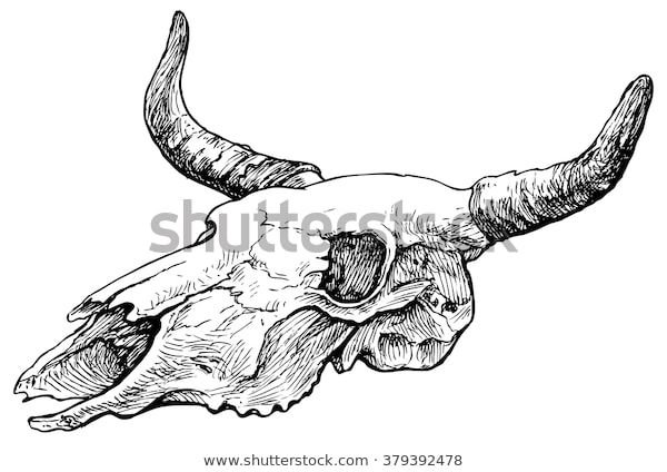 Череп коровы
