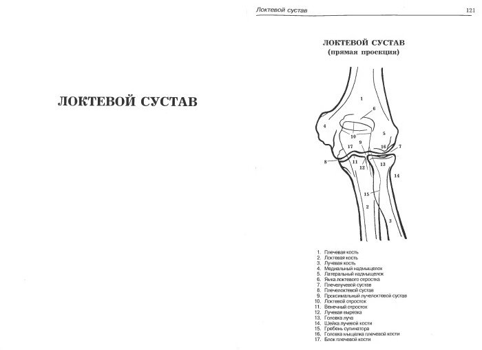 Локтевой сустав анатомия рисунок