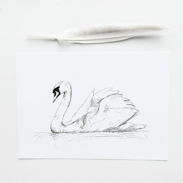Лебедь рисунок карандашом