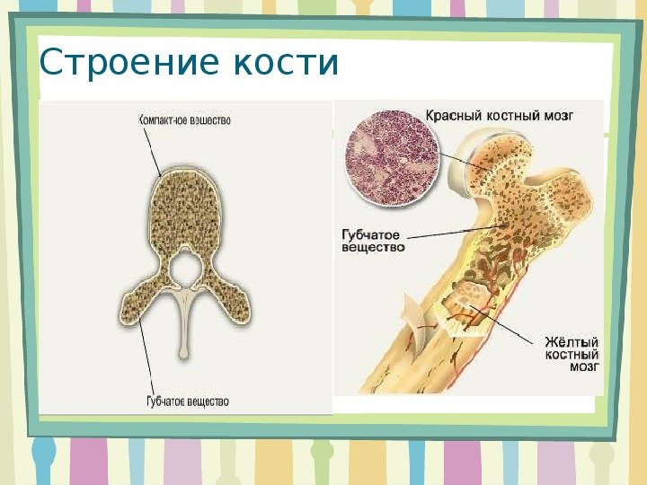 Строение кости человека желтый костный мозг