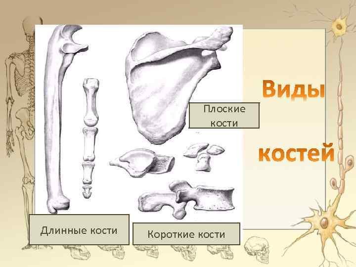 Кости трубчатые губчатые плоские смешанные