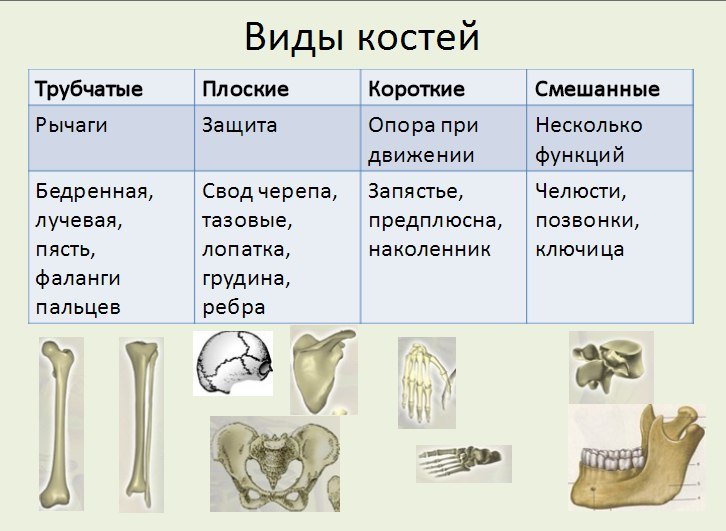 Типы костей трубчатые губчатые плоские таблица