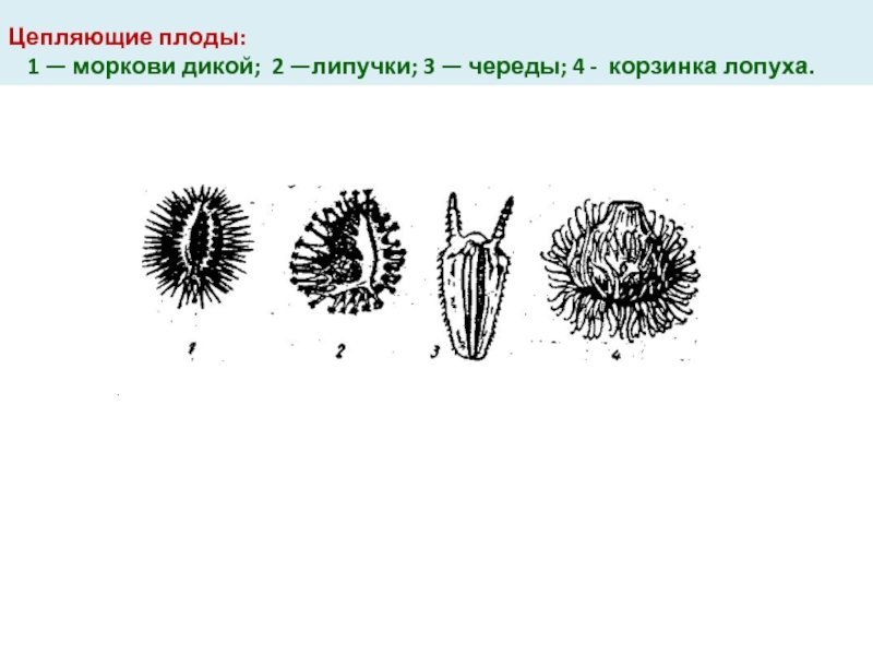 Строение плода репейника