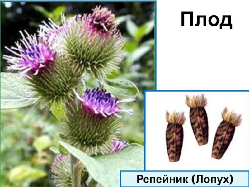 Плоды лопуха