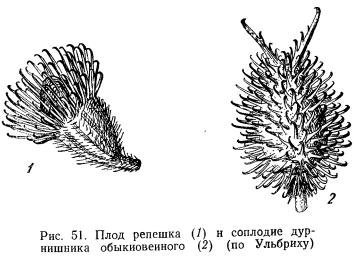 Плоды репейника рисунок