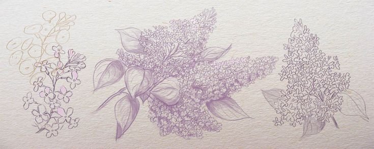 Цветы сирени карандашом