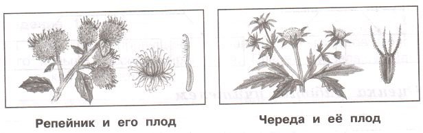 Плоды репейника рисунок
