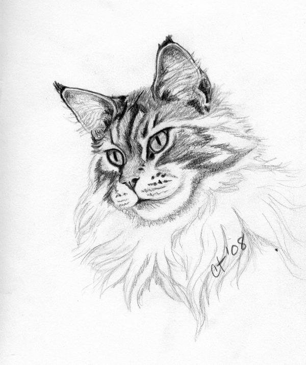 Нарисовать кота Мейн куна