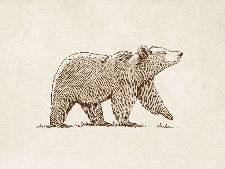 Медведь рисунок карандашом