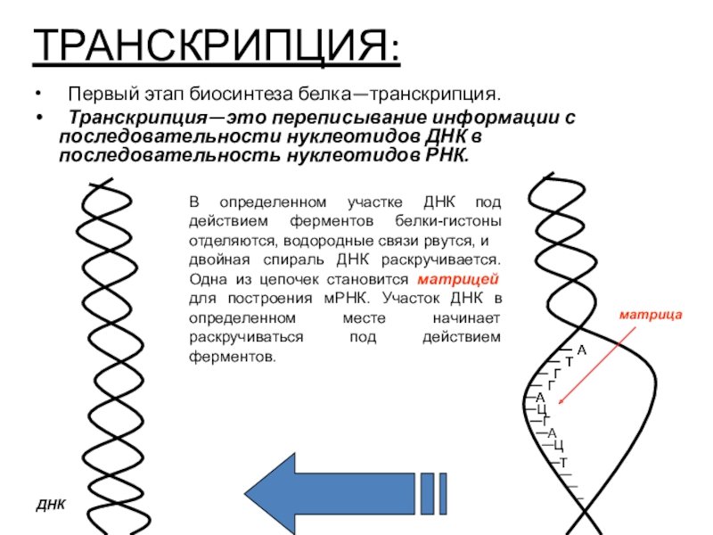 Транскрипция ДНК