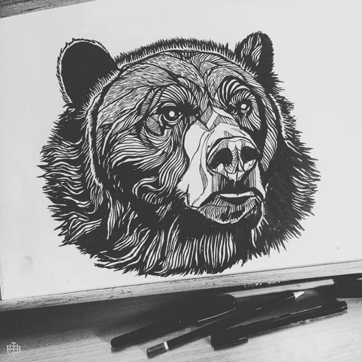 Медведь эскиз