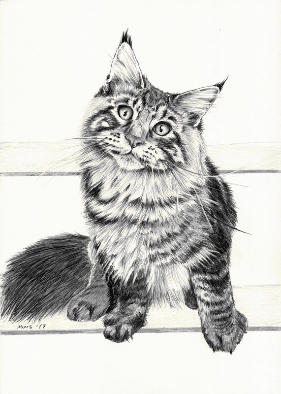 Кот Мейн кун