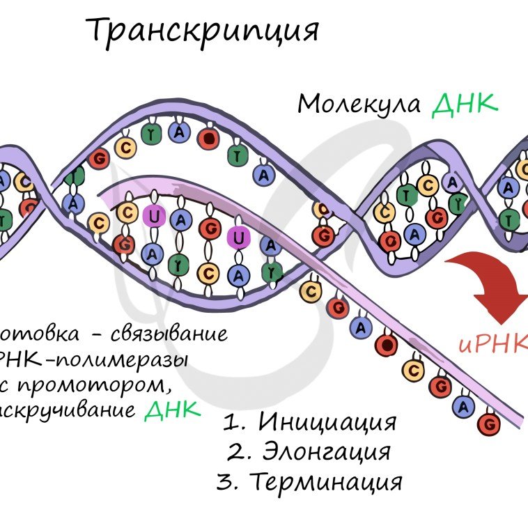 Транскрипция биология
