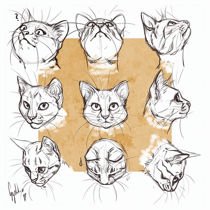 Кошка спереди референс