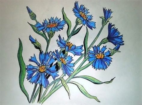 Васильки цветными карандашами