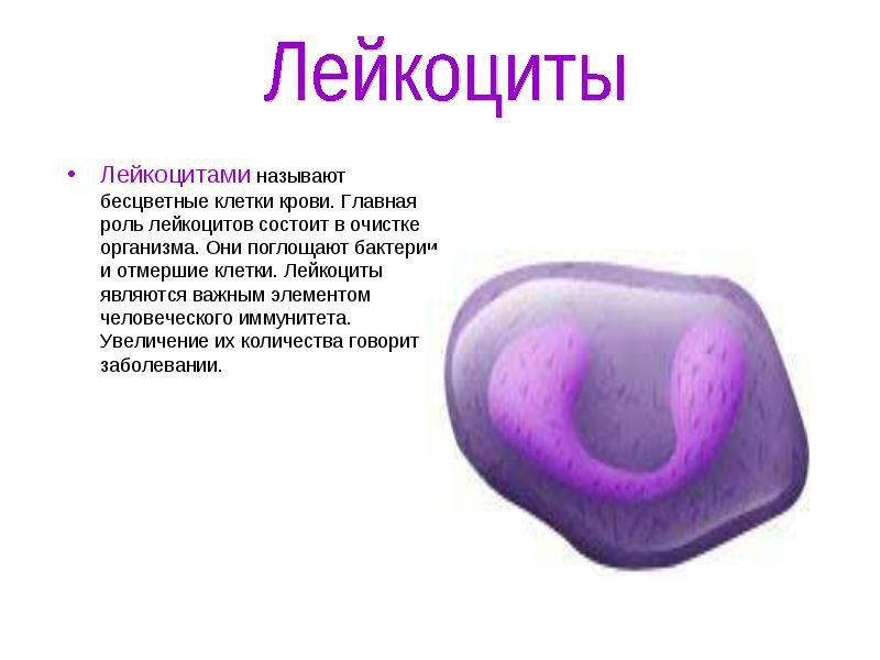 Лейкоциты строение рисунок