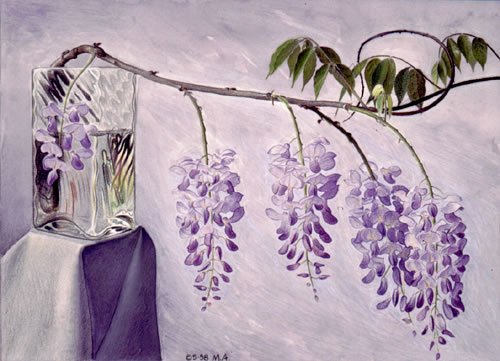 Глициния рисунок карандашом