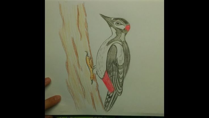 Дятел рисунок карандашом