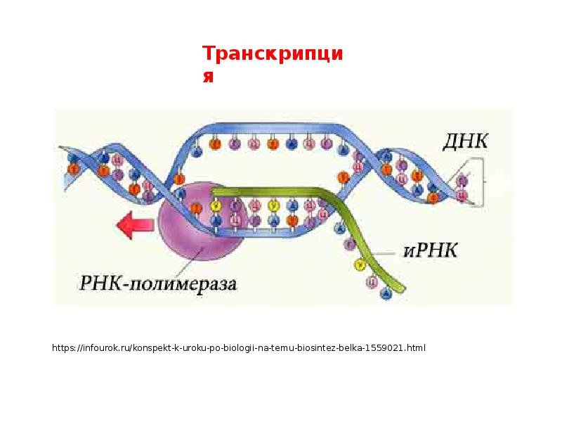 Транскрипция ДНК