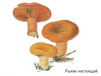 Рыжики грибы