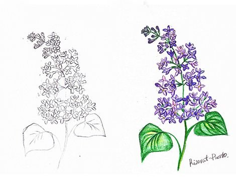 Сирень уроки рисования