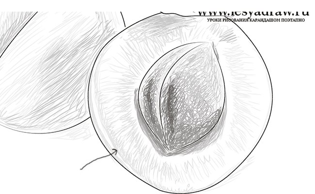 Абрикос рисунок карандашом