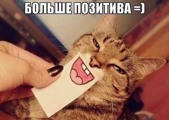 Котики для поднятия настроения
