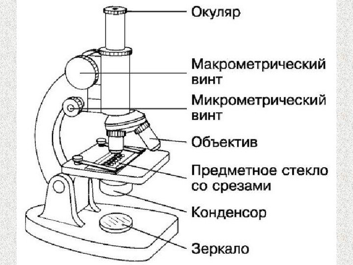 Микроскоп вид сбоку чертеж