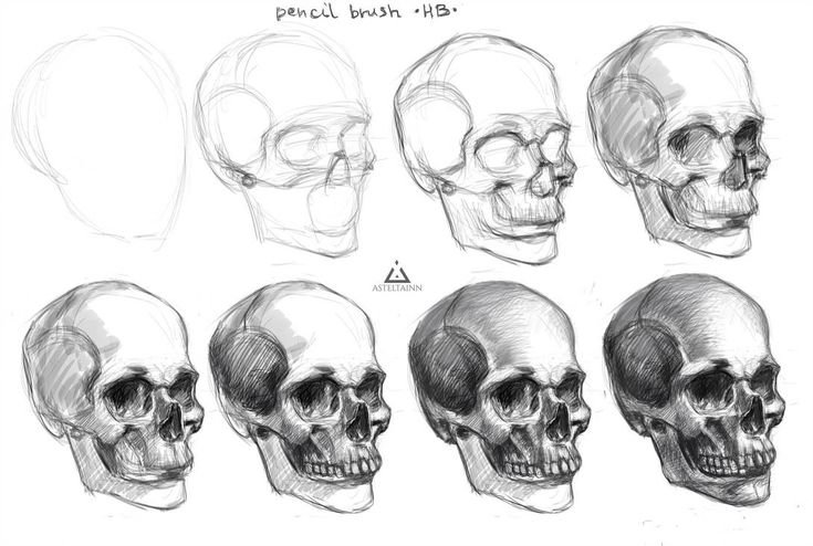 Череп человека референс для рисования