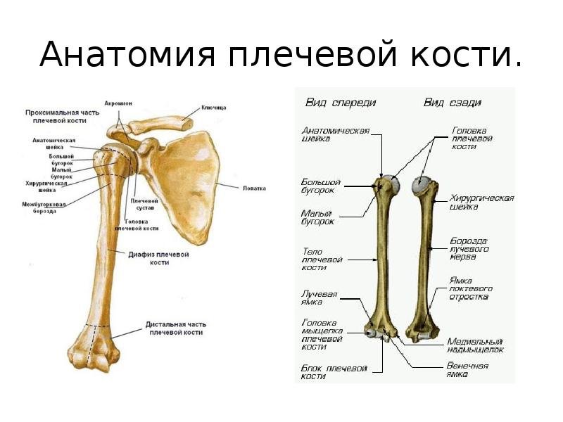 Сапин плечевая кость анатомия