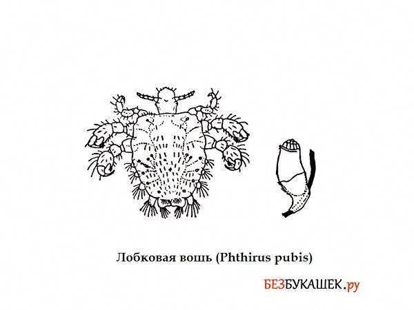 Вши лобковой Phthirus pubis 2 строение и жизненный цикл