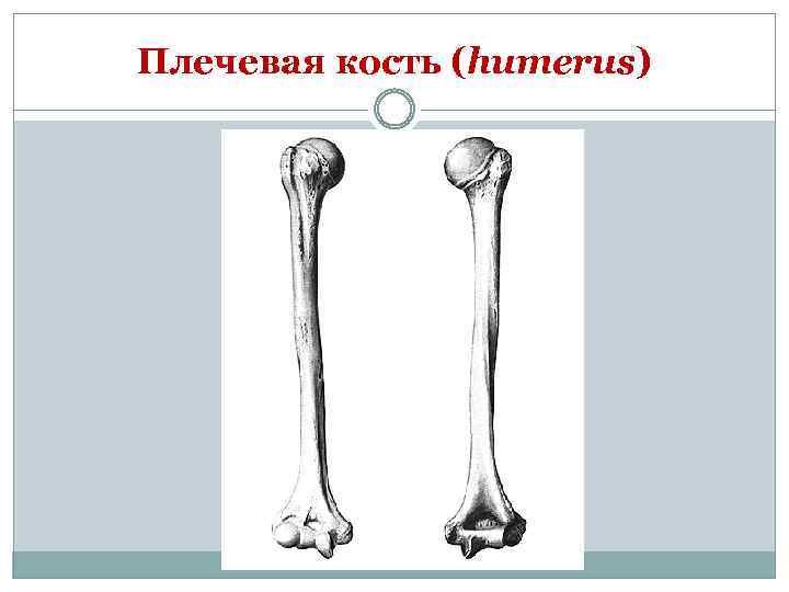 Рисунок плеча 4 класс