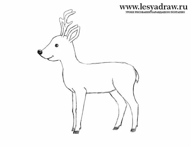 Рисунок оленя для срисовки