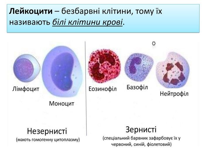 Лейкоциты
