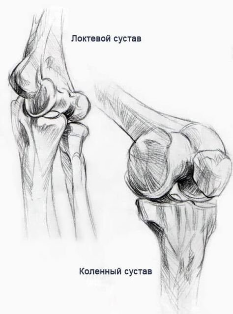 Тазобедренный сустав Баммес