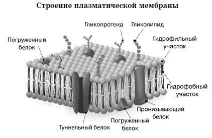 Структура плазматической мембраны схема