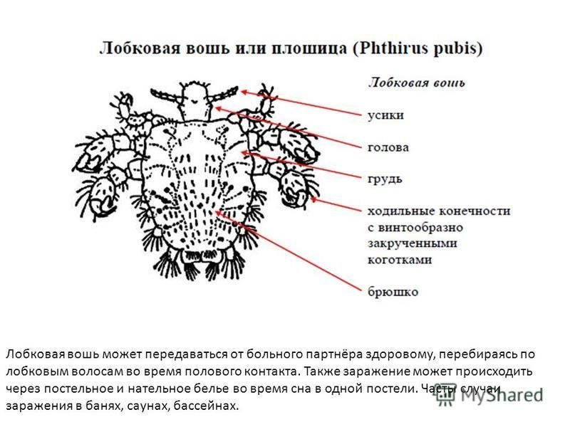 Лобковая вошь Phthirus pubis строение