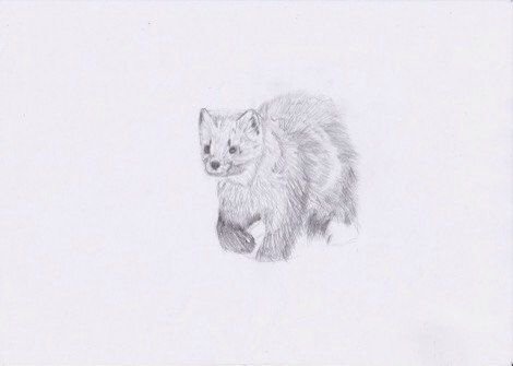 Соболь рисунок карандашом