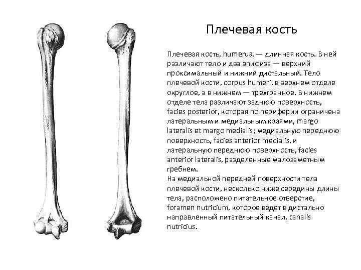 Плечевая кость, анатомические структуры.