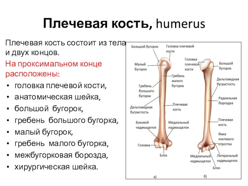 Плечевая кость проксимальный эпифиз
